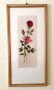 3 Rosas